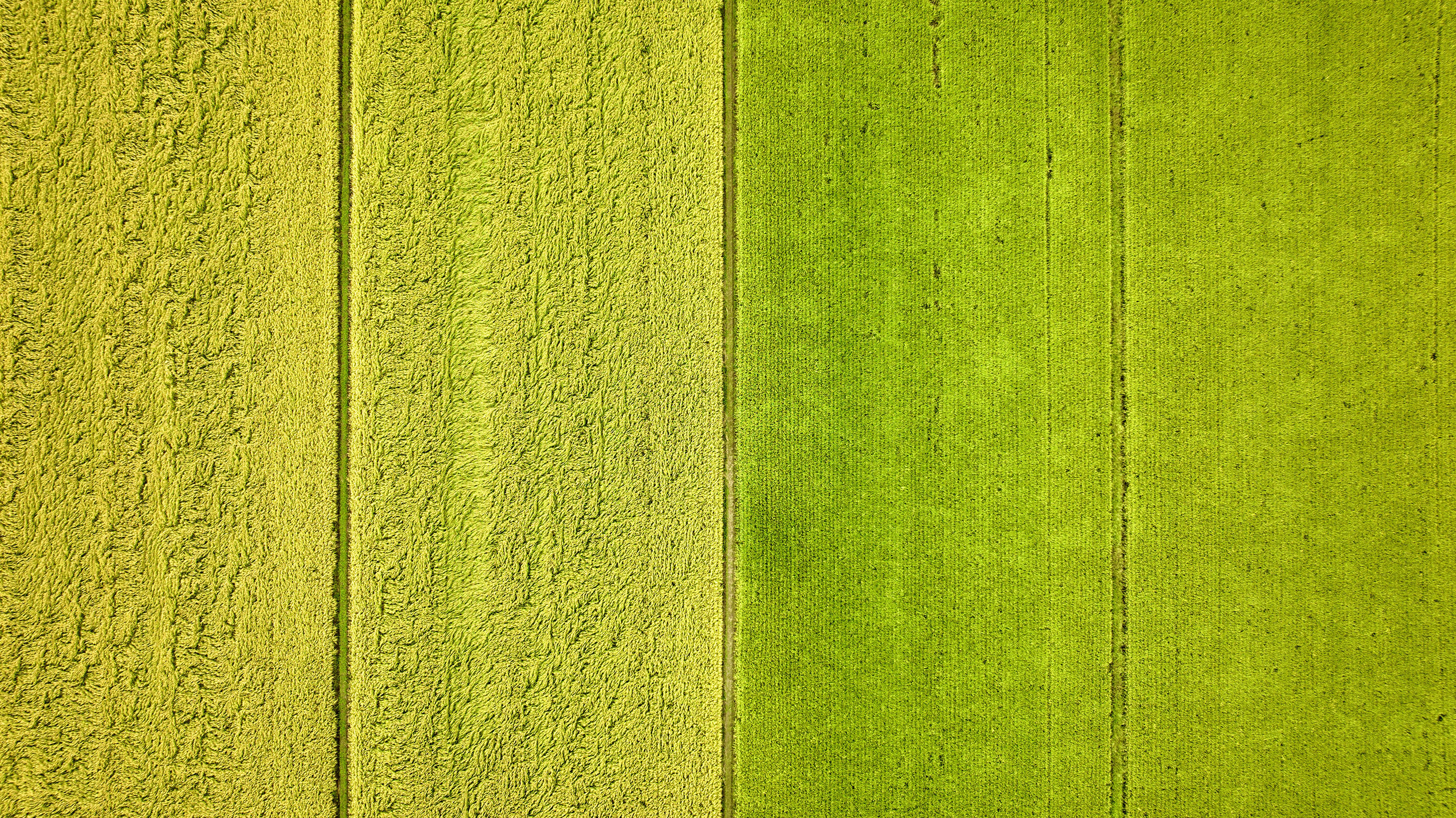 田んぼの作業風景