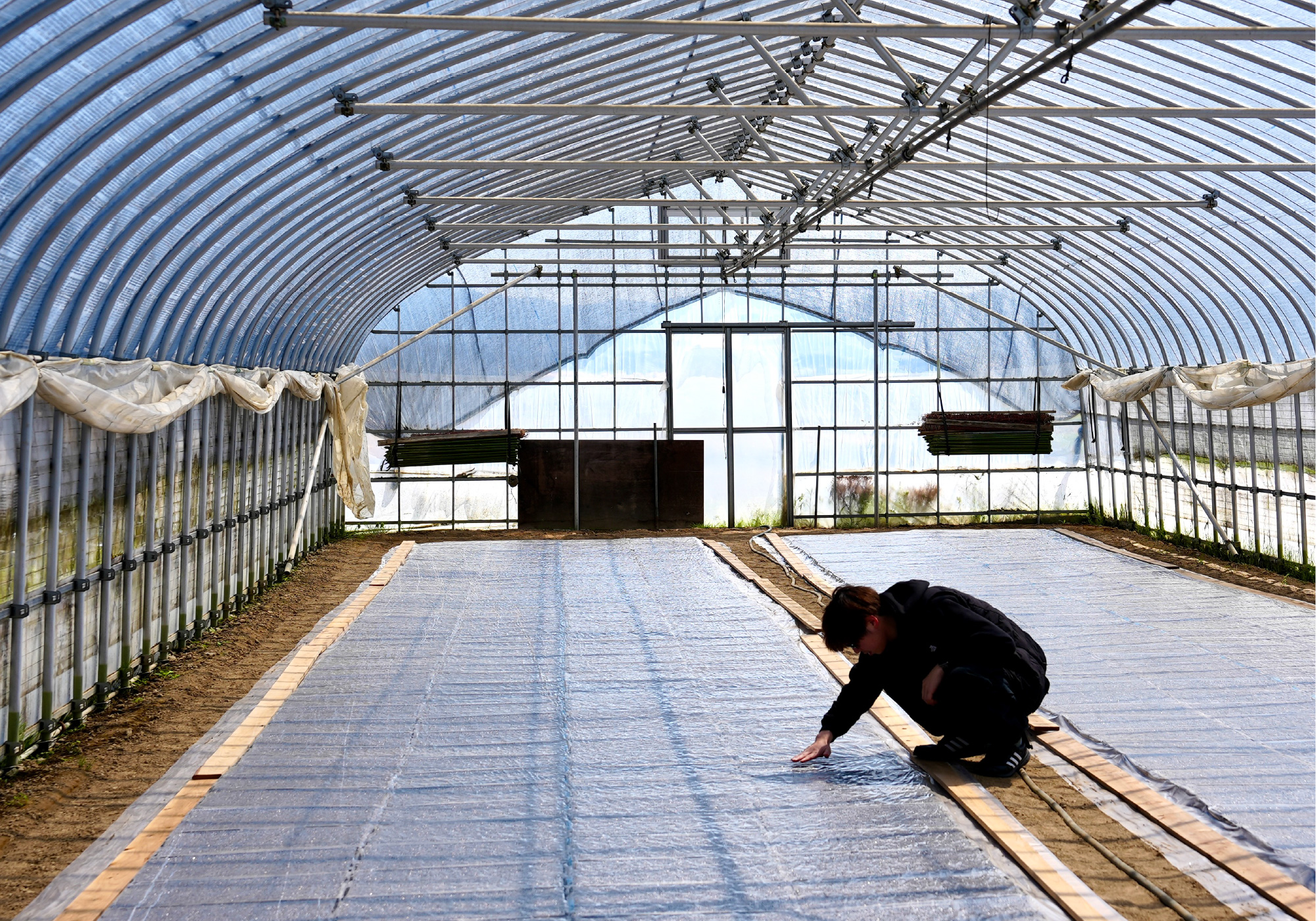 ビニールハウス内の写真