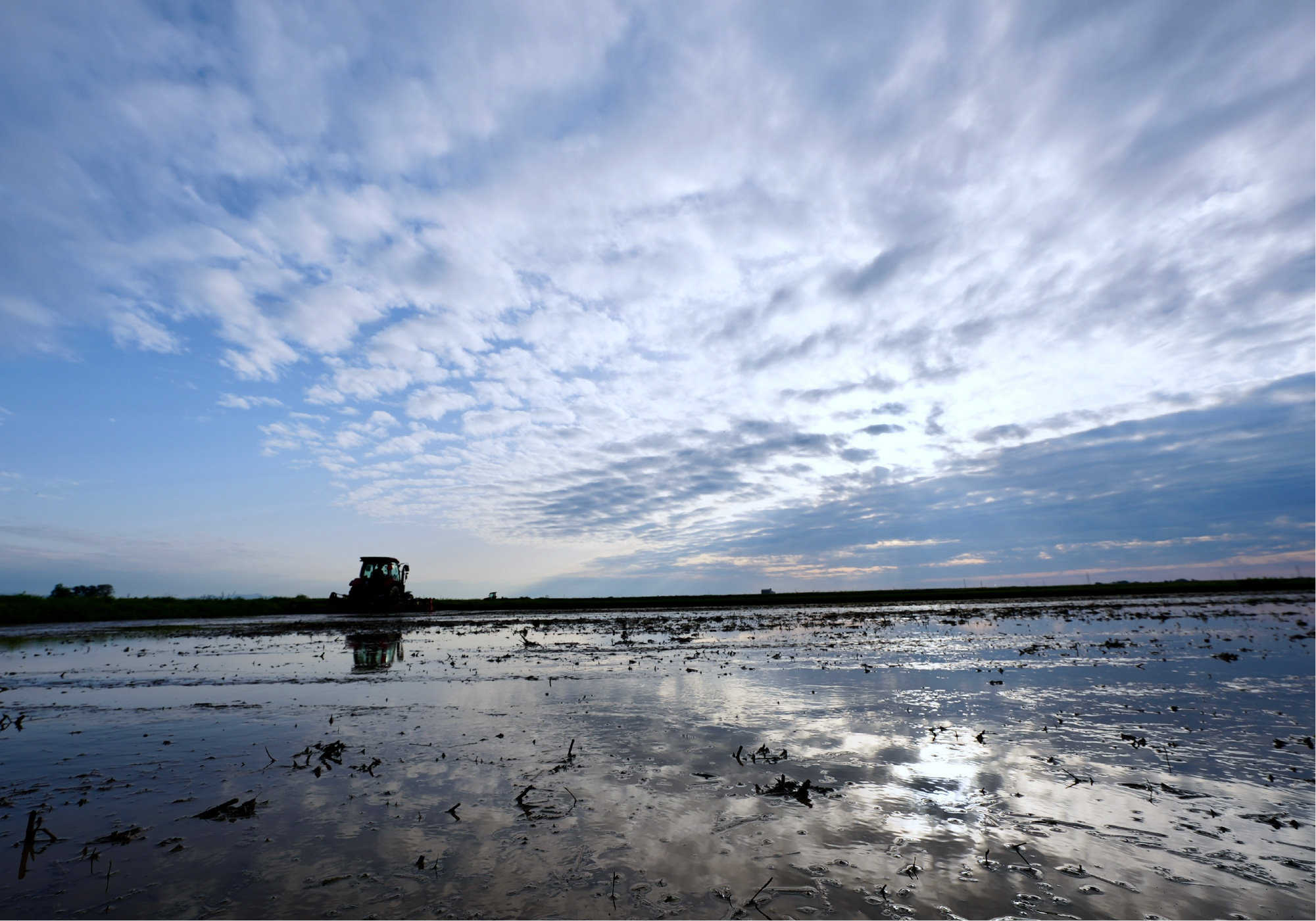 早朝の水田