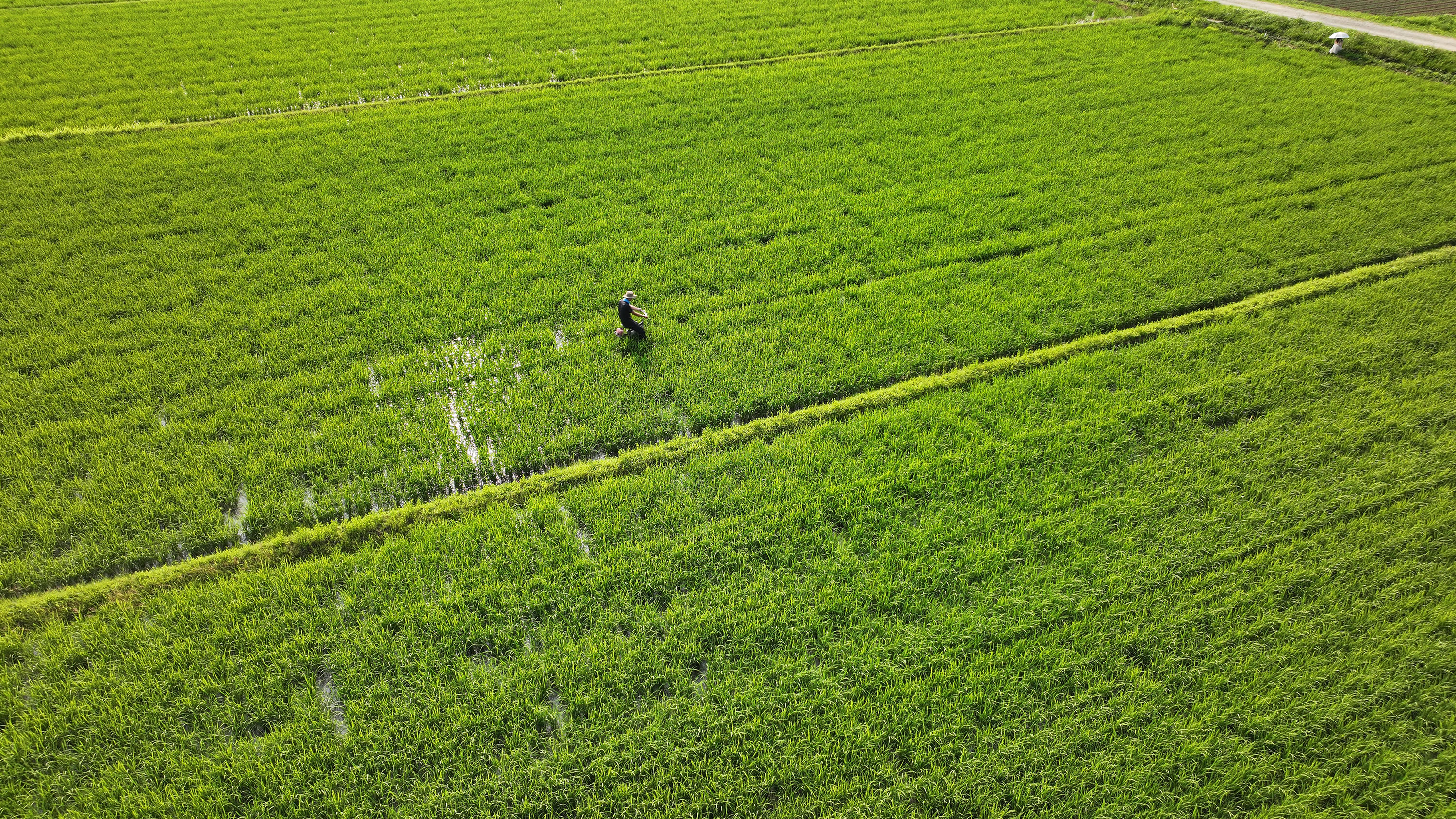 水田の航空写真